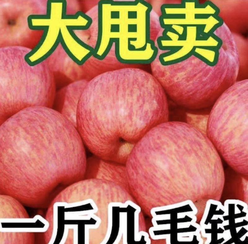 山东红富士苹果