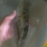 野生花鱼