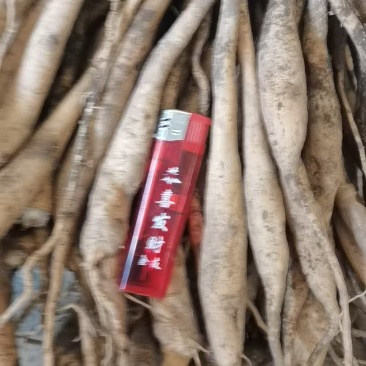 鲜百部
