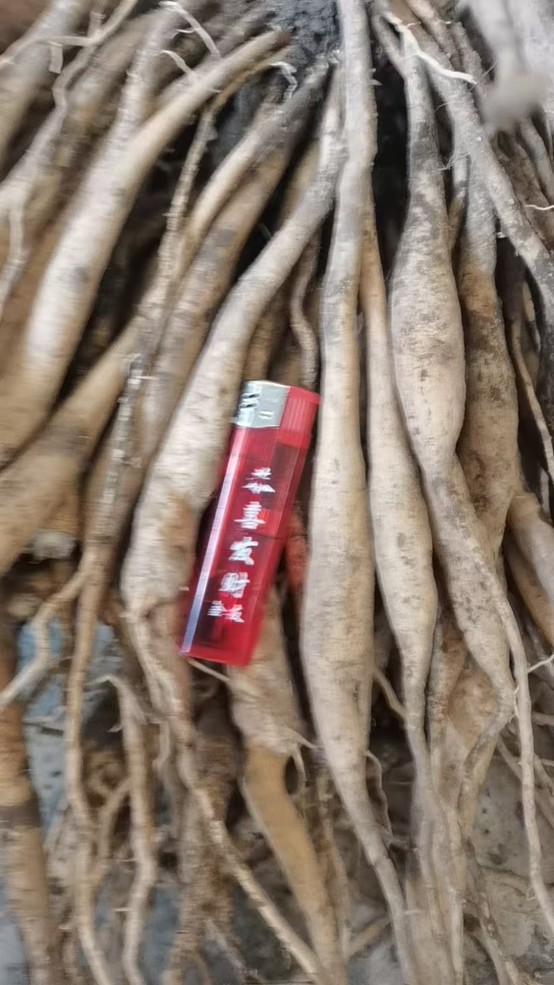 鲜百部