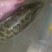野生花鱼