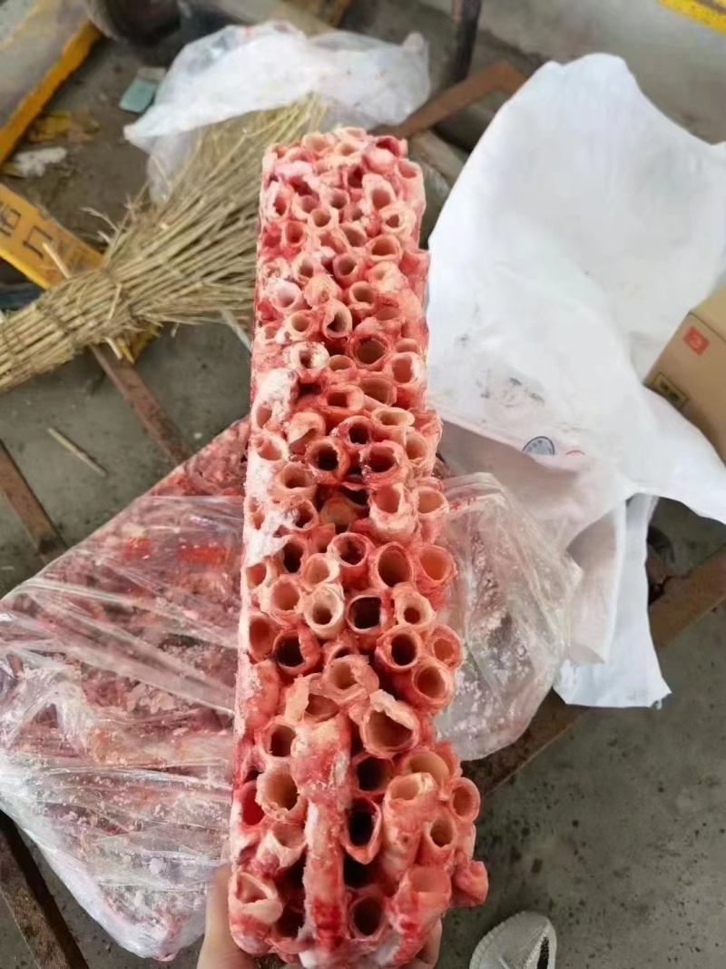 猪气管