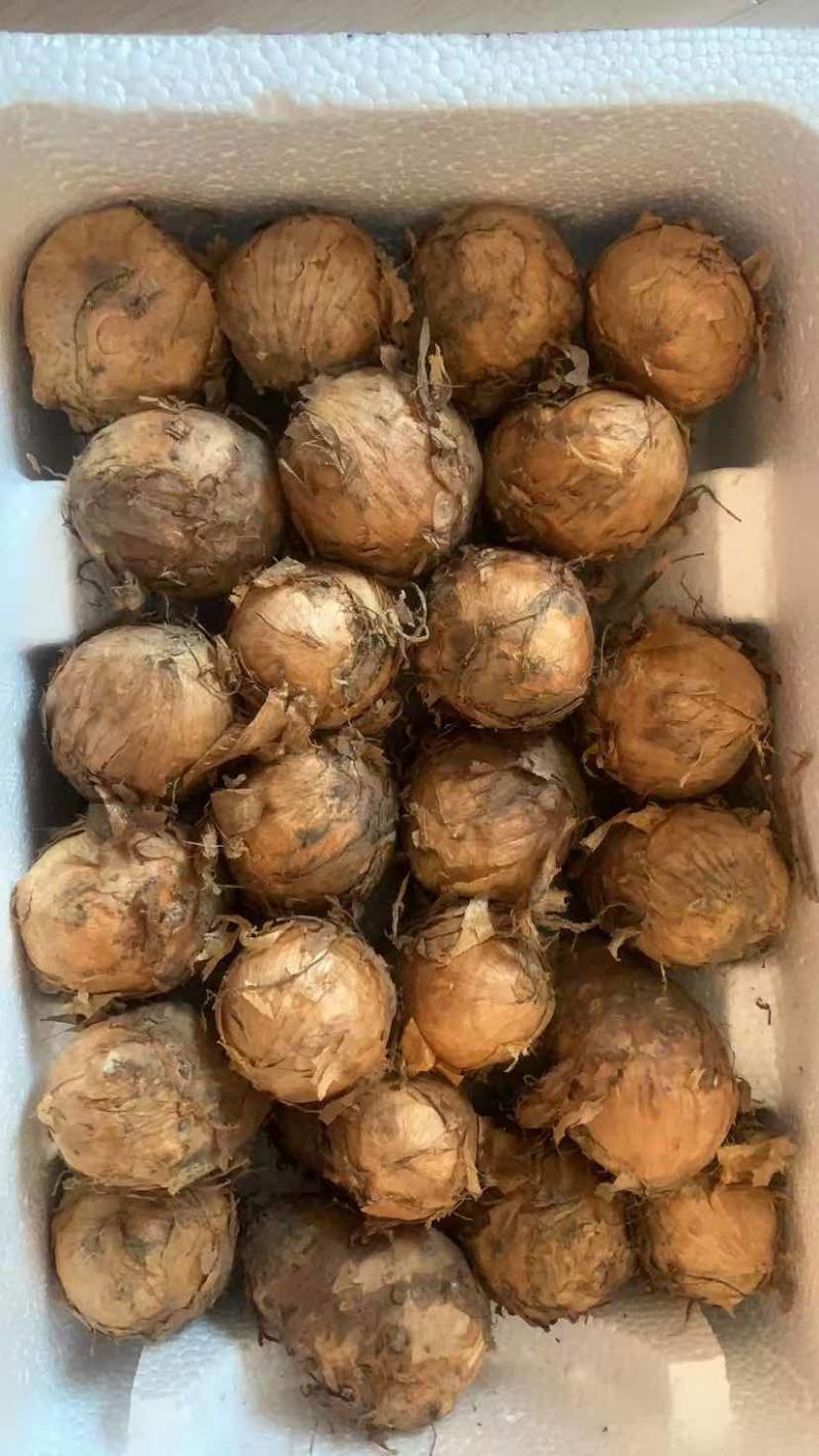 东北吉林独角莲种子/丁独豆种子批发零售