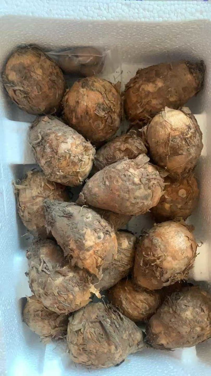 东北吉林独角莲种子/丁独豆种子批发零售