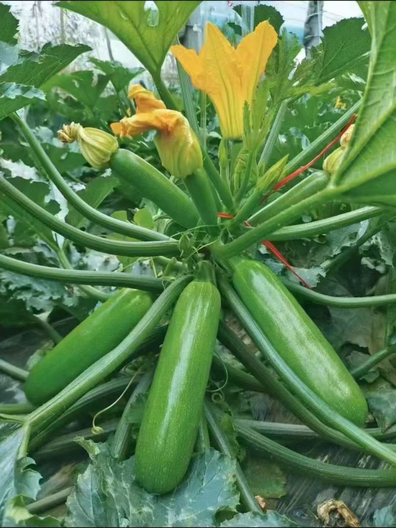 优质绿皮西葫芦产地批发价格，大量上市中，超市电商市场，