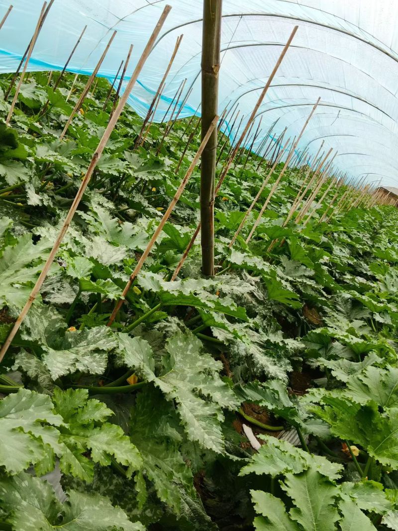 优质绿皮西葫芦产地批发价格，大量上市中，超市电商市场，