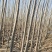 大量出售107杨树苗，1公分2公分3公分
