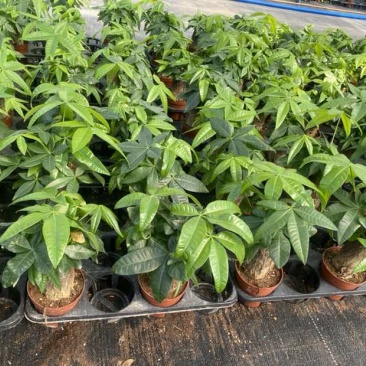 100单杆规格发财树