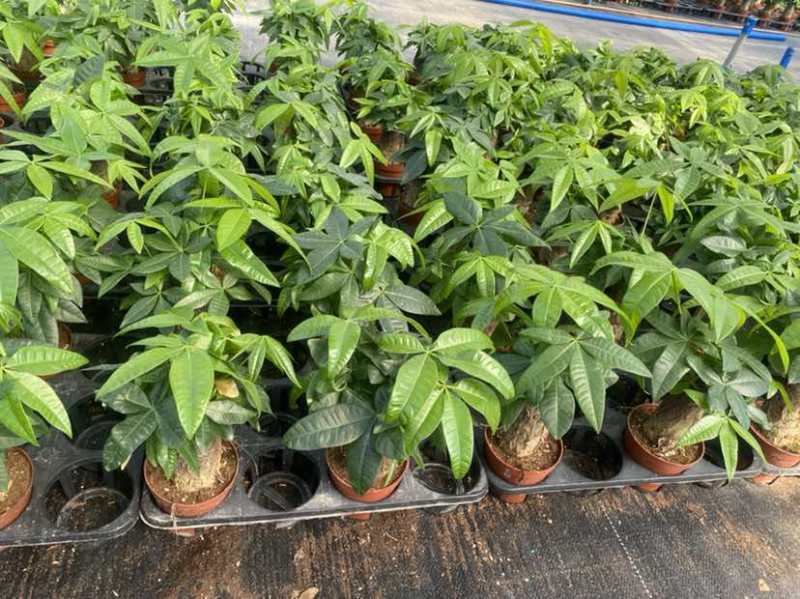 100单杆规格发财树