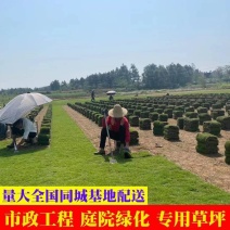 草坪草皮基地直销台湾草批发大叶油草马尼拉草皮量大优价