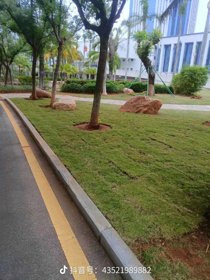 草坪草皮基地直销台湾草批发大叶油草马尼拉草皮量大优价