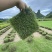 草坪草皮基地直销台湾草批发大叶油草马尼拉草皮量大优价