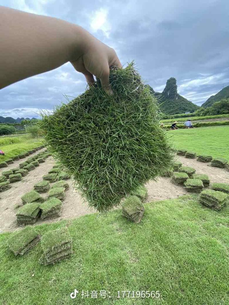草坪草皮基地直销台湾草批发大叶油草马尼拉草皮量大优价