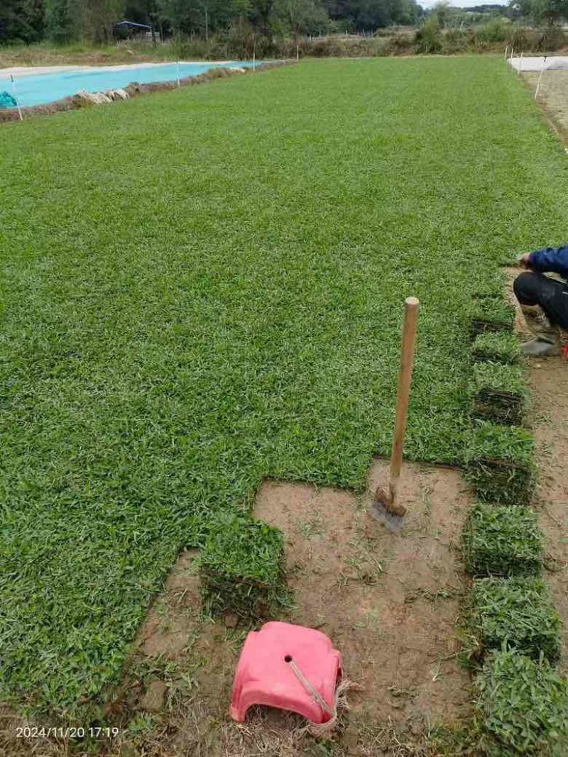 草坪草皮基地直销台湾草批发大叶油草马尼拉草皮量大优价