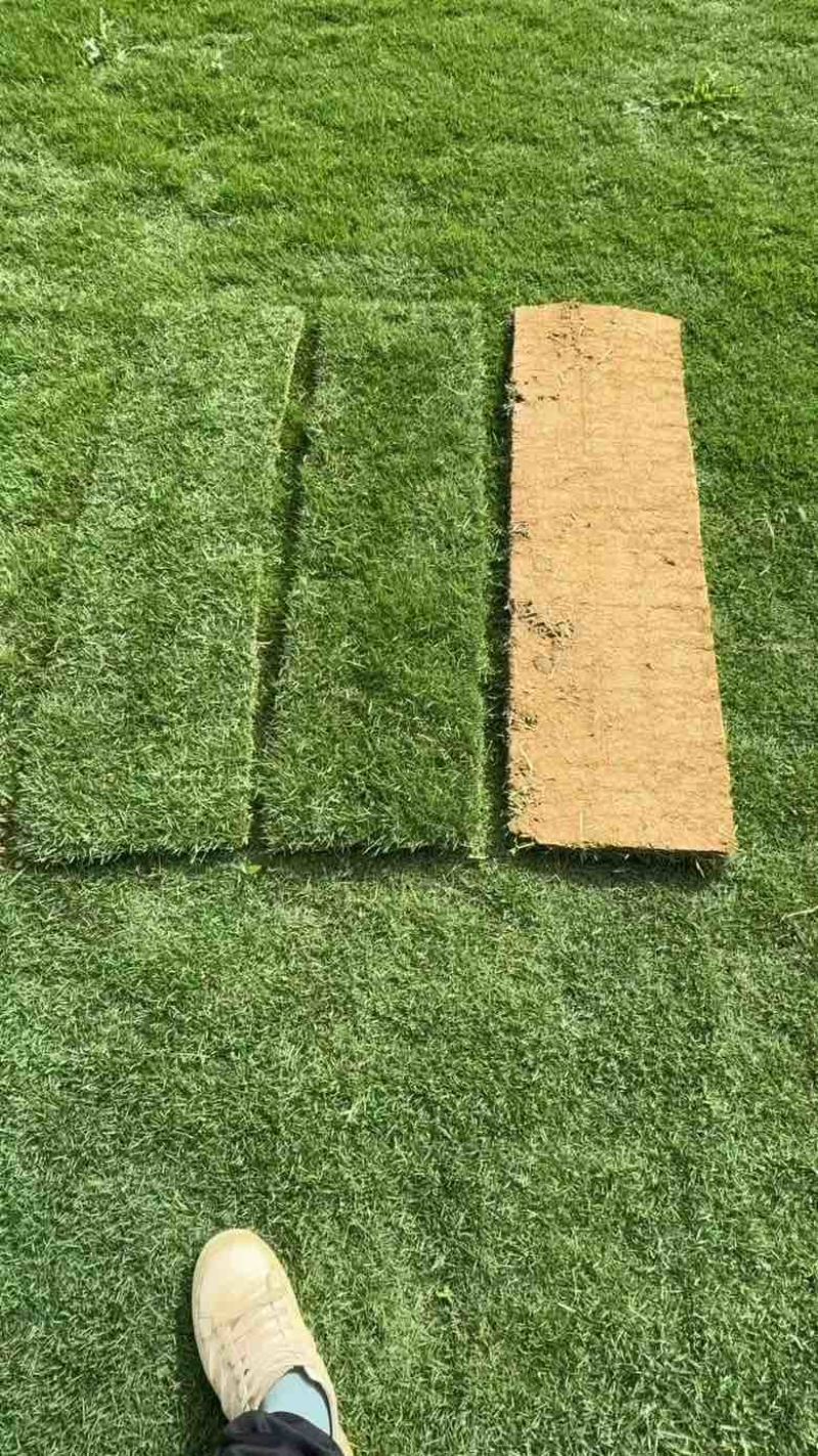 草坪草皮基地直销台湾草批发大叶油草马尼拉草皮量大优价