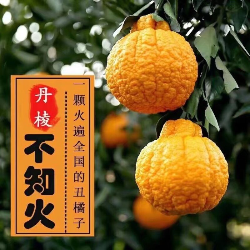 四川省，丹棱县不知火