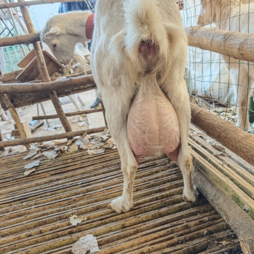 现挤现卖鲜羊奶，***，甘甜适口，无膻味儿！榆垡，东麻