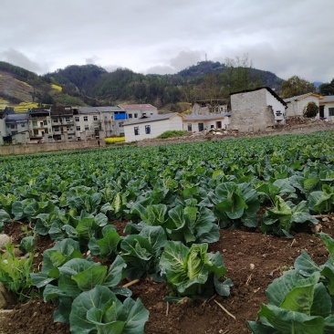 牛心甘兰30亩