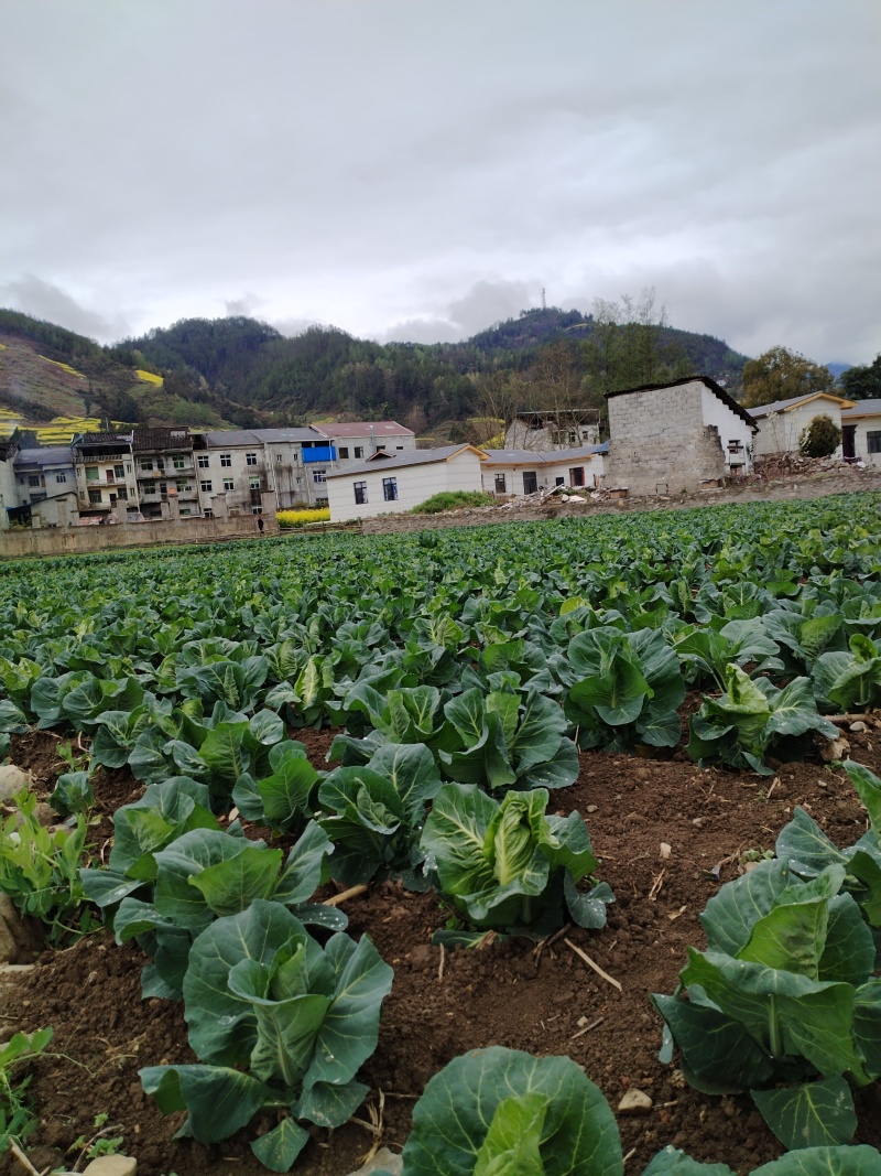 牛心甘兰30亩