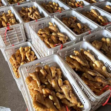 专业生姜代收代办产地直供常年供应，***********