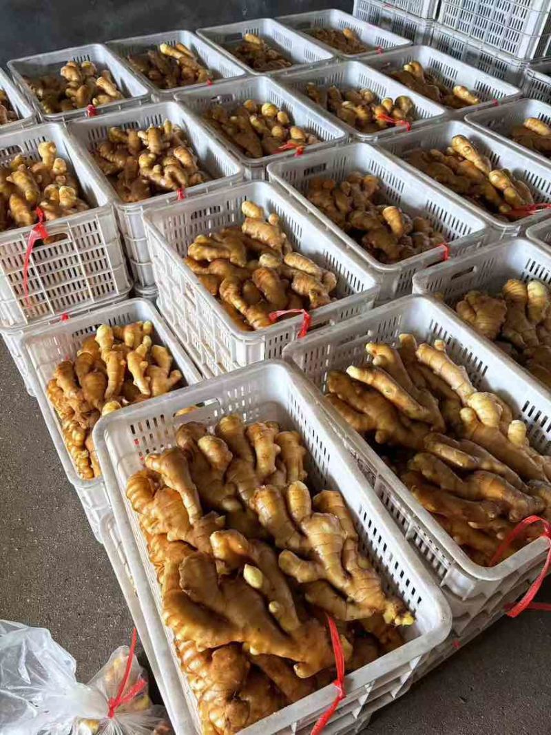 专业生姜代收代办产地直供常年供应，***********
