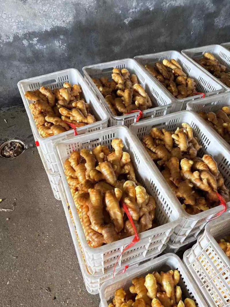 专业生姜代收代办产地直供常年供应，***********
