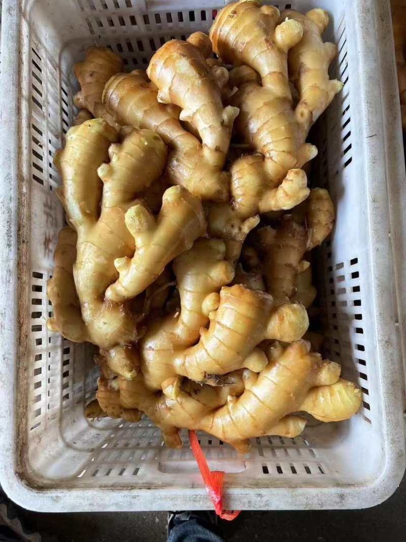 专业生姜代收代办产地直供常年供应，***********