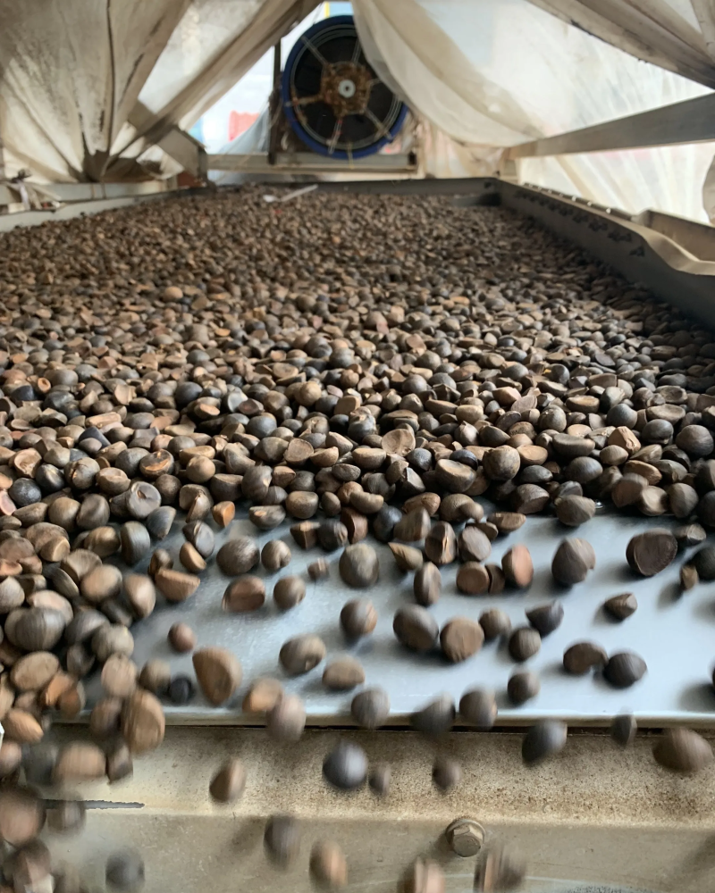农家自产天然100％纯正山茶油，物理冷压榨，***，