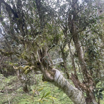 原生态麻栗坡古树茶叶