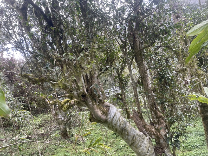 原生态麻栗坡古树茶叶