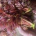 香椿芽
