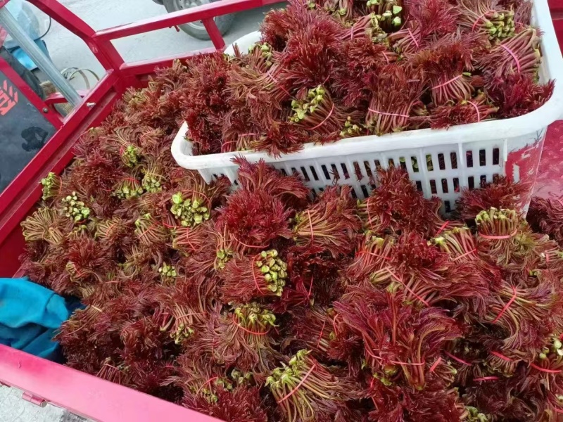 香椿芽
