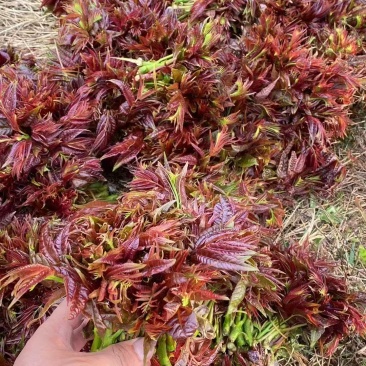 香椿芽