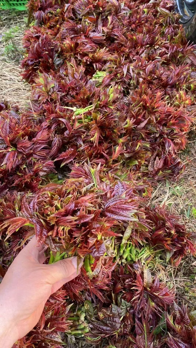 香椿芽