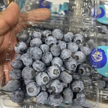 云南蓝莓L25、L11、F6