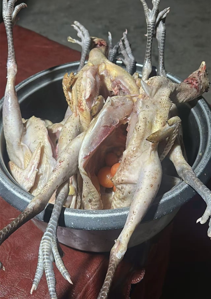 油茶林散养土鸡