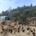 油茶林散养土鸡