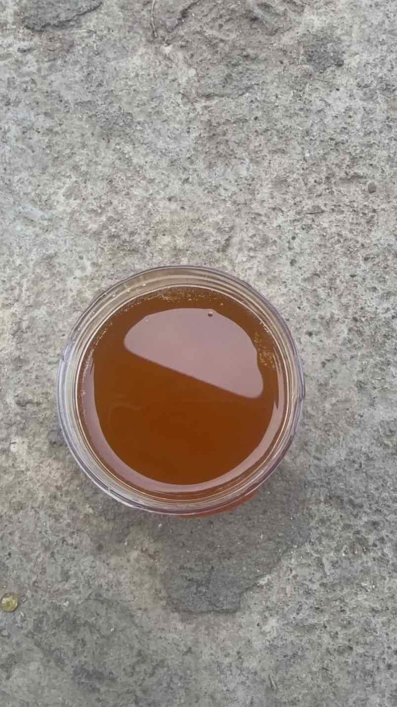 自家养的土蜂蜜