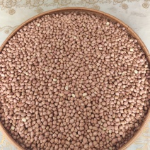 花生米批发，买前咨询，有5.2和4.7的