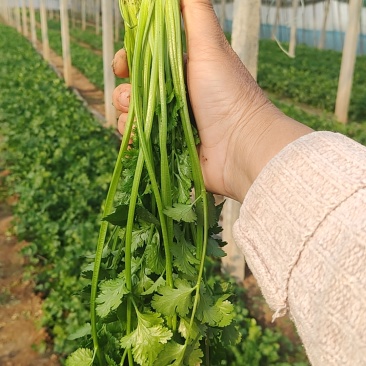 精品香菜