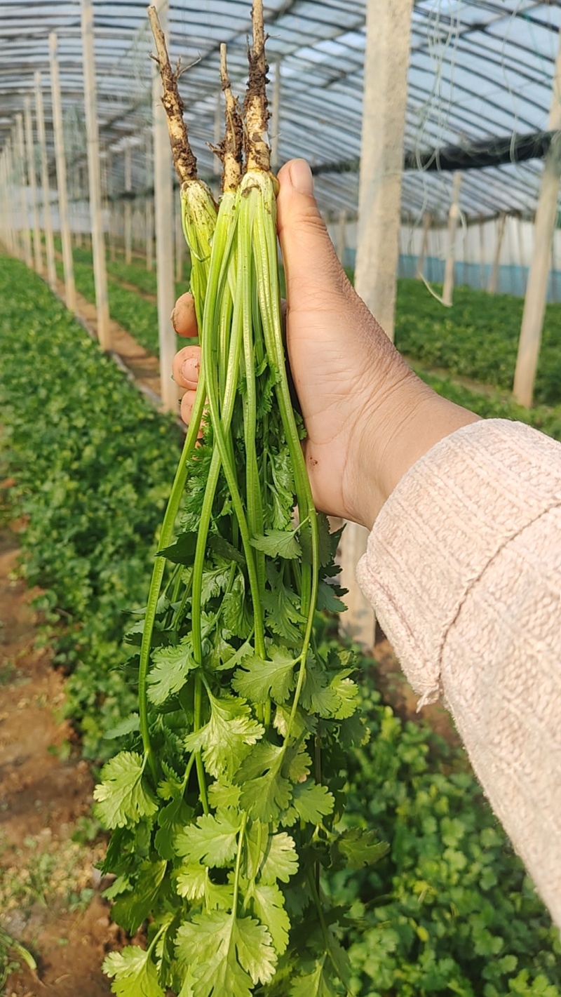 精品香菜
