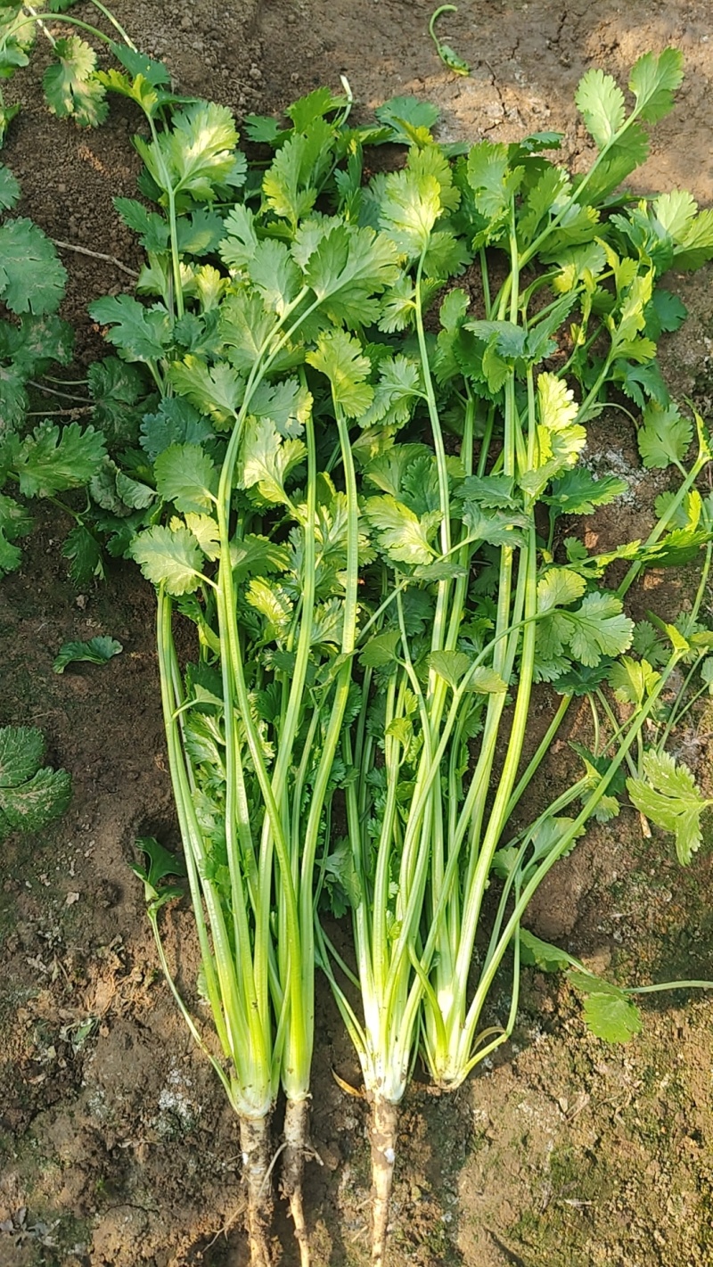 精品香菜