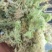 贵州产地海花草泥炭藓干货兰花育苗宠物垫材量大从优