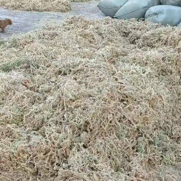 贵州产地海花草泥炭藓干货兰花育苗宠物垫材量大从优