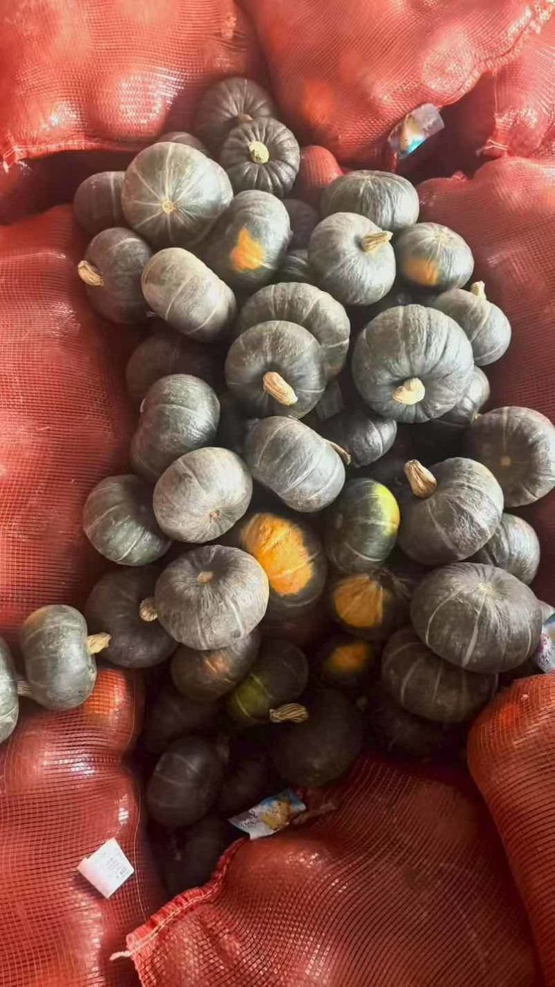 广东雷州产区贝贝南瓜大量上市，对接市场，商超，质量保证