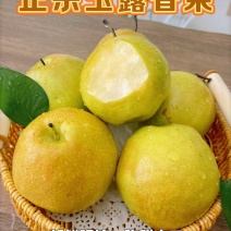 山西隰县玉露香梨