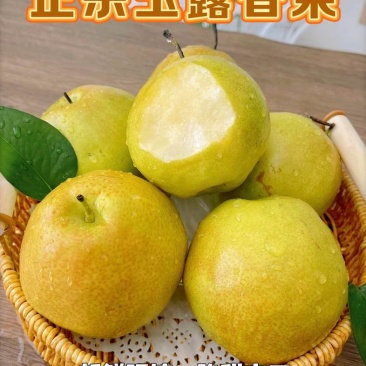 山西隰县玉露香梨