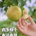 山西隰县玉露香梨