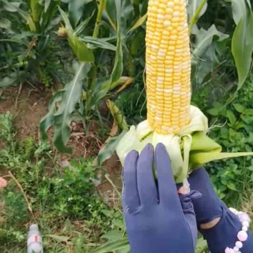 优质鲜食玉米太阳花，矮杆902两个品种