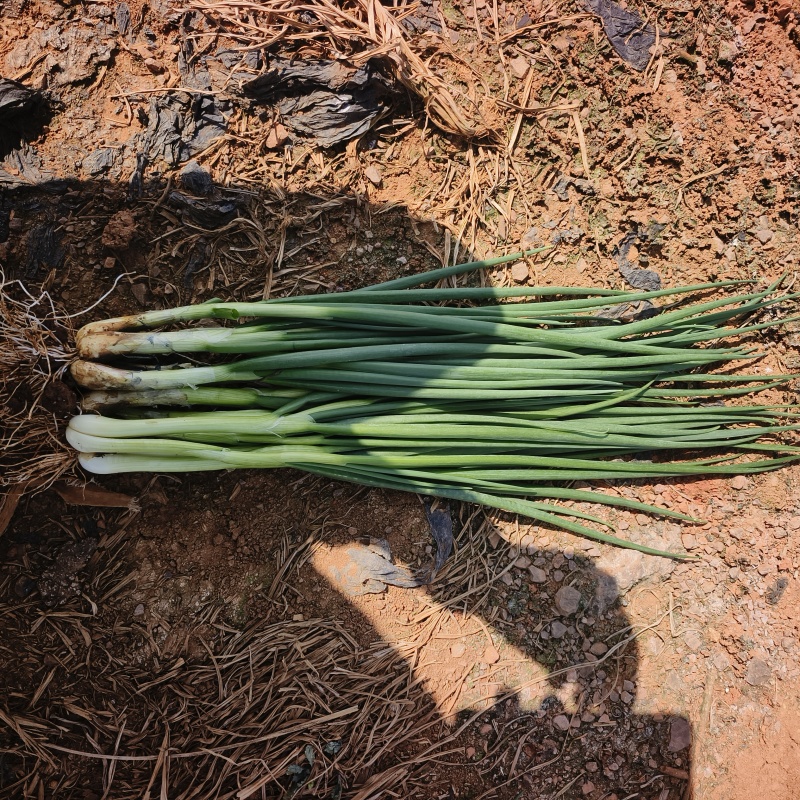 云南省红河州泸西县，各种小香葱代办，发货